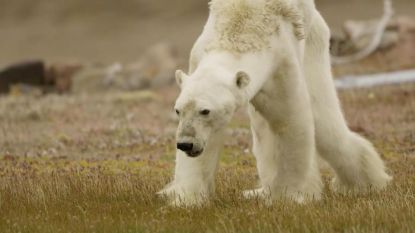 De ijsbeer lijdt honger want een babyzeehond per dag? Nog maar moeilijk te vinden