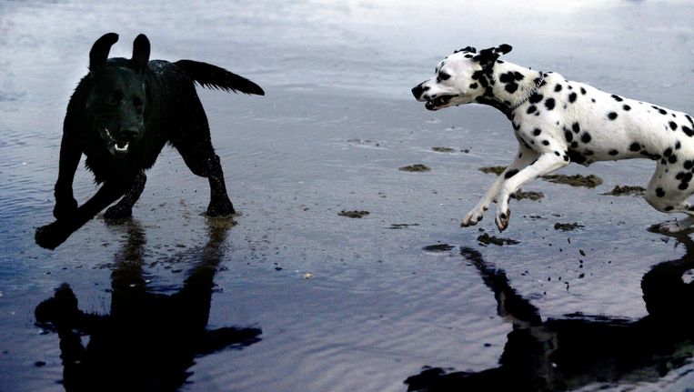 Bijtprotocol Is Juist Gevaarlijk Voor Honden Het Parool