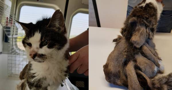 Verwaarloosde kat vol klitten 'Nog nooit eerder gezien'
