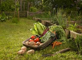 Déze groente- en fruitsoorten kun je beter niet naast elkaar planten