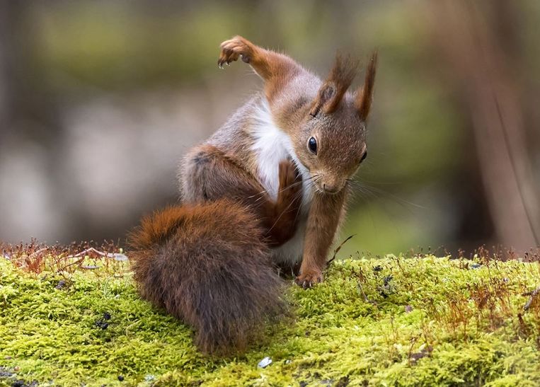 Comedy Wildlife Photography Awards.