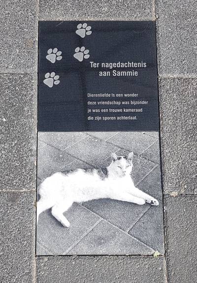 'Sammie de supermarktkat' krijgt gedenkteken: 'Hier lag hij altijd in de weg'
