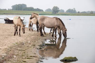 Giftig water: honden mogen het niet drinken, paarden doen het wel