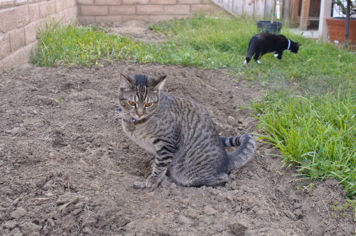 Hoe je poepende katten uit je tuin weert Den Haag AD.nl