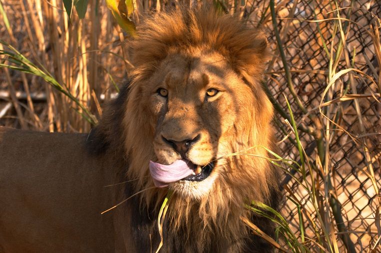 Hoewel de leeuw als bedreigde diersoort wordt erkend, zullen sportjagers koppen van doodgeschoten dieren als trofee mogen invoeren in de VS.