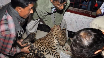 Luipaard verschanst zich in kinderdagverblijf in India