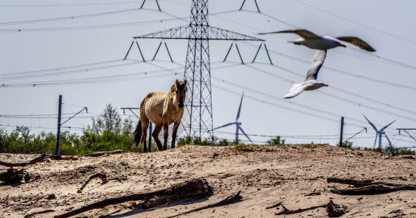 Oostvaardersplassen verdeelt politiek: 'Ideale oplossing is er simpelweg niet' - De Stentor