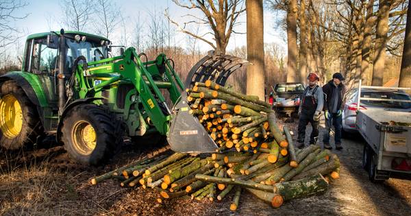De specht kijkt lachend toe op hakhoutdag