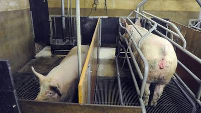 Varkenshouders moeten goed gaan rekenen: loont het om te stoppen?