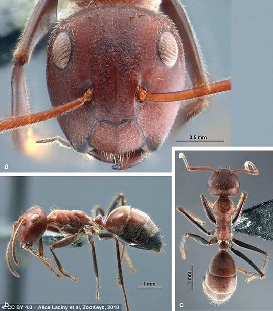 De onlangs ontdekte soort staat echt model voor groep van exploderende mieren, die al bijna honderd jaar geleden voor het eerst werden waargenomen
