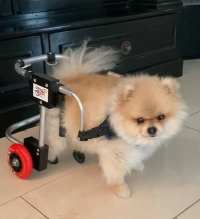 Schoothondje van Frans Bauer in rolstoel na verlammend ruggenmerginfarct