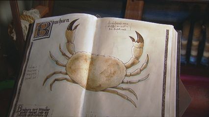 12. De Krab