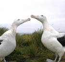 ‘Reuzenmuizen’ doden kuikens van albatros die daardoor dreigt uit te sterven