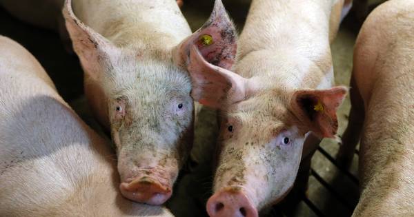 Commissie-Biesheuvel bezoekt Nieuwedijk in Spoordonk | Kempen - Eindhovens Dagblad