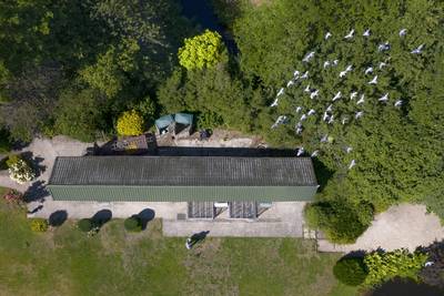 Hans (80) uit Goor is postduivenliefhebber in hart en nieren