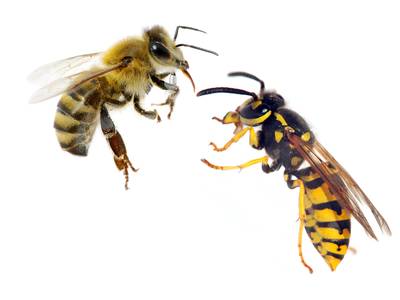 Wespen hebben een topzomer, bijen niet