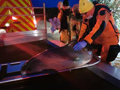 Gewonde bruinvis aangespoeld op strand van Nieuwpoort: “Kans dat hij het haalt is klein, maar bestaat”