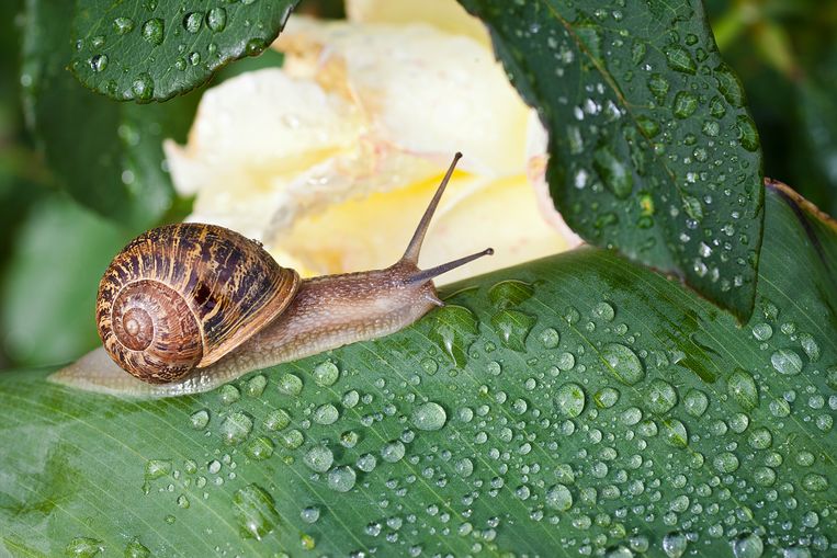 Er bestaan veel tuinmythes, maar als het over slakken gaat, tarten sommige echt wel de verbeelding. Tal van zogenaamde wondermiddeltjes zijn namelijk puur op toeval gebaseerd. Welke dingen helpen wel écht tegen slakkenvraat? 