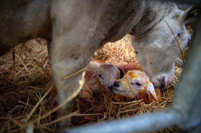 In Tons stal worden deze weken 1600 lammetjes geboren: ‘Op piekdagen lammeren er wel 70 per dag’