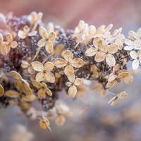 Zó maak je hortensia’s winterklaar