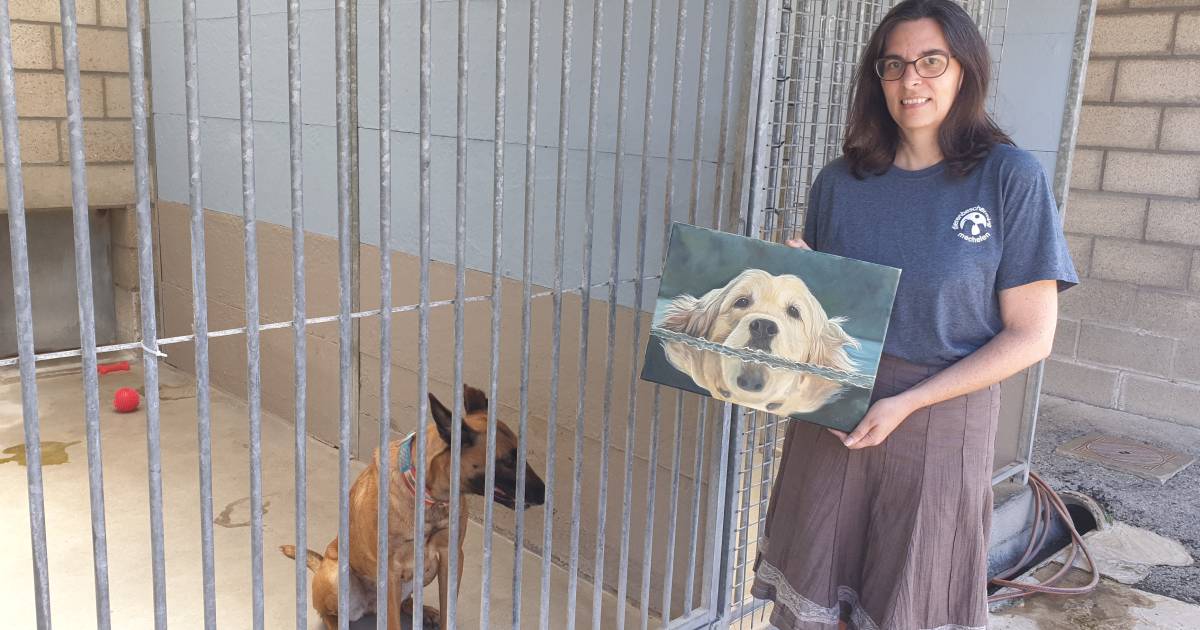 Un refuge animalier sous le choc après les feux d'artifice