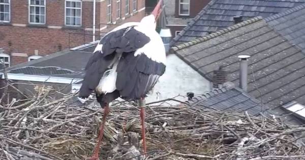 Drie ooievaarskuikens dood in Gennep - De Gelderlander