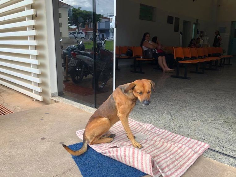 De trouwe viervoeter ontsnapte twee maanden geleden uit de kennel waar hij een nieuw baasje zou krijgen. Het ziekenhuispersoneel vond hem terug op zijn plekje voor het ziekenhuis.