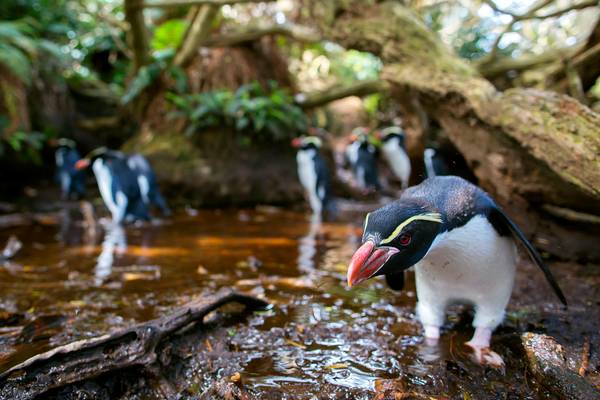 New Zealand: Earth's Mythical Islands