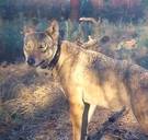 ‘De natuurverenigingen blijven de wolf inzetten voor een politiek spel’