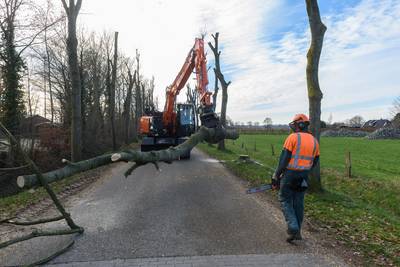 Bijl in zieke bomen Veenendaal