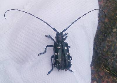 Schadelijke boktor gevonden in Steenbergen