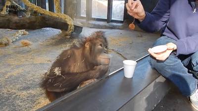 De leukste apen op de internationale Dag van de Aap