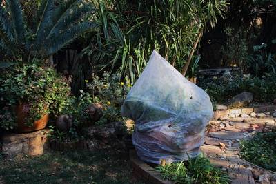 Pak de plantjes maar weer in, het gaat vriezen