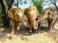 Hannelore (43) redt olifanten in Thailand in haar vrije tijd en luidt alarmbel: “Zonder toeristen is er geen geld om de dieren te voederen”