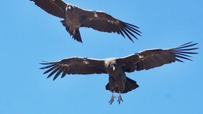 Tientallen condors vergiftigd in Andesgebergte