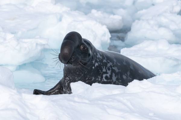 Frozen Planet