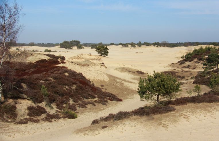Zandvlakte Nederland overzicht; van zandverstuiving tot woestijn en duinen - Reisliefde