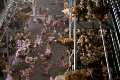 Undercoverbeelden tonen dode kippen op eierboerderij
