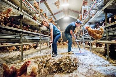 Nog altijd honderden kippenstallen op slot wegens fipronil