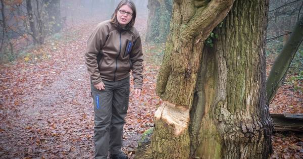Soms doet alles mee | Pagina twee - De Gelderlander