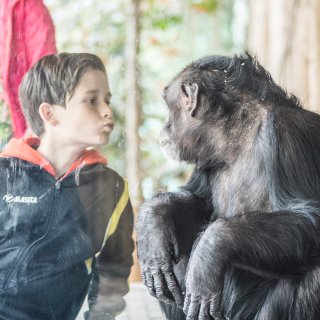 Na-apende aap valt in de prijzen bij ‘lachwekkende’ Nobelprijzen