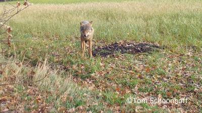 Tom uit Haarle heeft wolf voor zijn wildcamera; ‘De kans dat je dit te zien krijgt, is zeer gering’