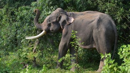 Wilde olifant vertrappelt twee vrouwen in Nepal