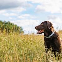 Zó kun je oververhitting bij honden herkennen (en dit kun je ertegen doen)