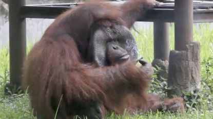VIDEO: Orang-oetang rookt sigaret van bezoeker in dierentuin op