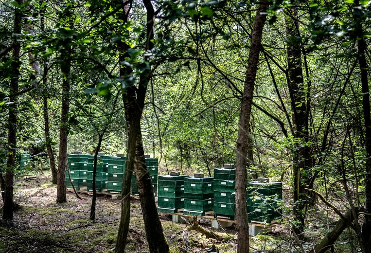 Hongerige honingbijen bedreigen de wilde bij én de natuur - Trouw