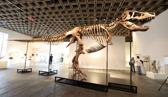 Waarom 30 miljoen dollar voor een T.rex-skelet ‘weggesmeten geld’ is: ‘Dit is pure ijdelheid’