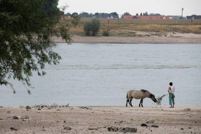 Vrouw die werd gebeten: 'slacht de koniks niet'