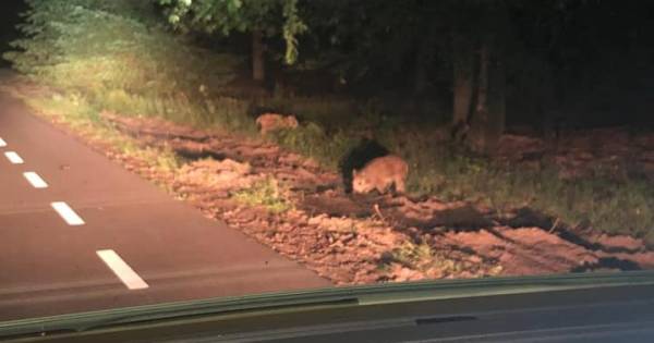 Politie redt doodsbang, door wilde zwijnen omringd liefdeskoppel uit pikdonker bos - BN DeStem