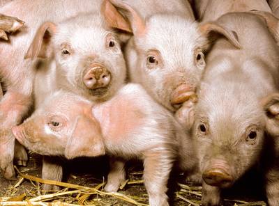 Man plet met opzet tientallen biggetjes in Spanje